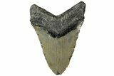 Bargain, Fossil Megalodon Tooth - Serrated Blade #308231-2